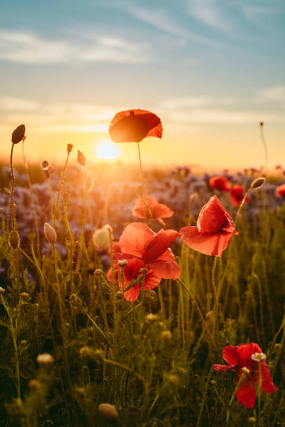 Flores con amanecer de fondo